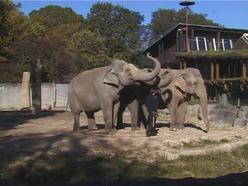 Die Elefanten im Karlsruher Zoo : Beitrag im Rahmen des "Basiswissen Fernsehen" im Sommersemester 2004