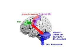 Wie denkt das Gehirn? : 7. Vorlesung der Kinderuni 2007 am 28.08.2007 an der Universität Karlsruhe (TH)